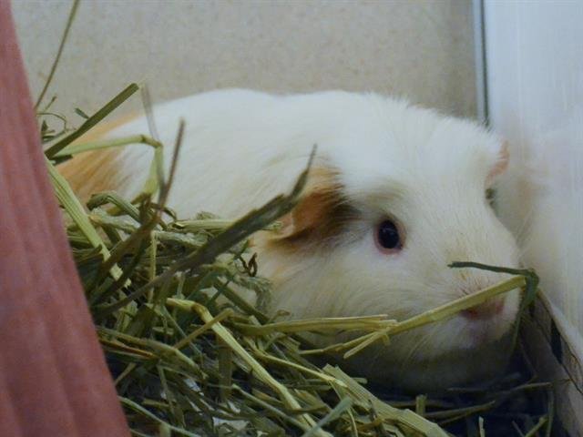 adoptable Guinea Pig in Denver, CO named CONCHA