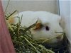 adoptable Guinea Pig in  named CONCHA