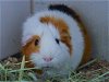adoptable Guinea Pig in denver, CO named SMOKE