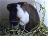adoptable Guinea Pig in denver, CO named JARVIS