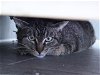 adoptable Cat in denver, CO named EDNA