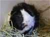 adoptable Guinea Pig in , CO named KYOKO