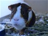 adoptable Guinea Pig in  named APPA