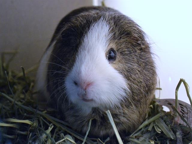 adoptable Guinea Pig in Denver, CO named TOASTER STRUDEL