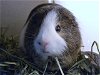 adoptable Guinea Pig in  named TOASTER STRUDEL