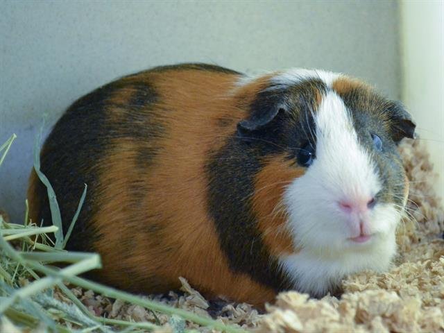 adoptable Guinea Pig in Denver, CO named HERSHEY