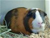 adoptable Guinea Pig in  named HERSHEY
