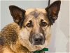adoptable Dog in denver, CO named SHORTY