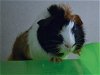 adoptable Guinea Pig in , CO named NEONI