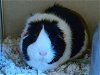 adoptable Guinea Pig in  named RUBY