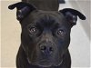 adoptable Dog in , CO named MIDNIGHT