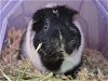 adoptable Guinea Pig in  named OREO
