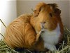 adoptable Guinea Pig in  named GINGER