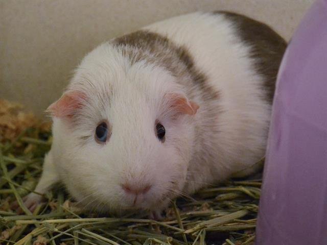 adoptable Guinea Pig in Denver, CO named SQUEEKES