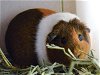 adoptable Guinea Pig in  named GINGER
