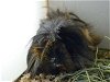 adoptable Guinea Pig in  named CAT POWER