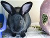 adoptable Rabbit in denver, CO named SOOT