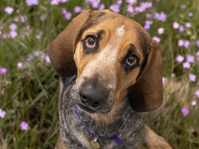 adoptable Dog in Denver, CO named ROCCO