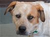 adoptable Dog in denver, CO named WAYA