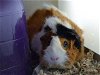 adoptable Guinea Pig in denver, CO named SUNRISE