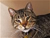 adoptable Cat in denver, CO named JR