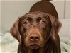adoptable Dog in denver, CO named JADE