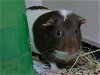 adoptable Guinea Pig in denver, CO named MOCHA