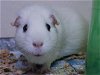 adoptable Guinea Pig in denver, CO named PEPPERMINT