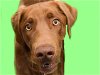 adoptable Dog in denver, CO named BROWNSTON