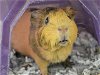 adoptable Guinea Pig in denver, CO named CINNAMON TOAST