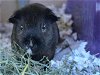 adoptable Guinea Pig in denver, CO named COCO PUFFS