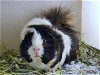 adoptable Guinea Pig in denver, CO named DAISY