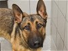 adoptable Dog in denver, CO named BUCK