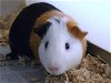 adoptable Guinea Pig in denver, CO named BILLY