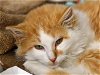 adoptable Cat in denver, CO named TRUFFLE