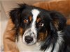 adoptable Dog in denver, CO named TALLULAH