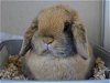 adoptable Rabbit in denver, CO named DULCE