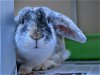 adoptable Rabbit in denver, CO named FLOPPY