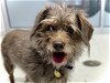 adoptable Dog in denver, CO named PAX