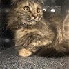 adoptable Cat in denver, CO named PETUNIA