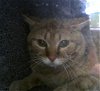 adoptable Cat in denver, CO named WILBURT