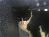 adoptable Cat in denver, CO named PENGUIN