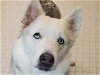 adoptable Dog in  named SNOWBALL