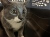 adoptable Cat in , CO named MOMMA CAT