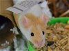 adoptable Mouse in  named WAFFLES