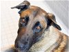 adoptable Dog in denver, CO named MANDO