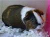 adoptable Guinea Pig in denver, CO named LUNA