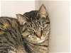 adoptable Cat in denver, CO named MAC