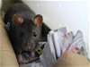 adoptable Rat in  named PAUL