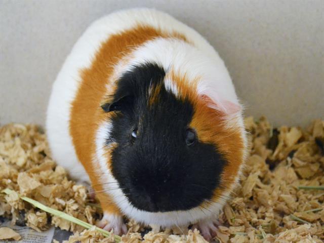 adoptable Guinea Pig in Denver, CO named MAPLE